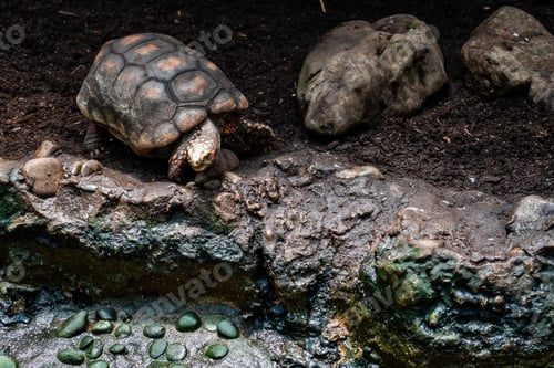 Preview: Tortoise Crawling on Dark Soil Surrounded by Rocks in a Natural Habitat Environment