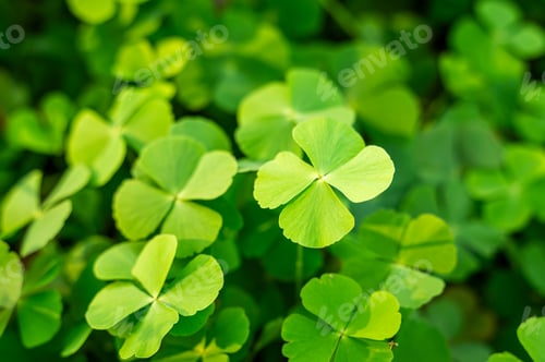Vista previa: Fresh organic herbal four leaf clovers in daylight