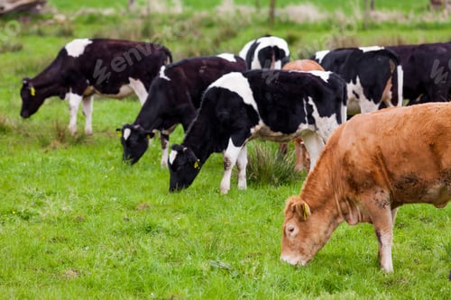 Preview: Herd of cows. Cows on the field