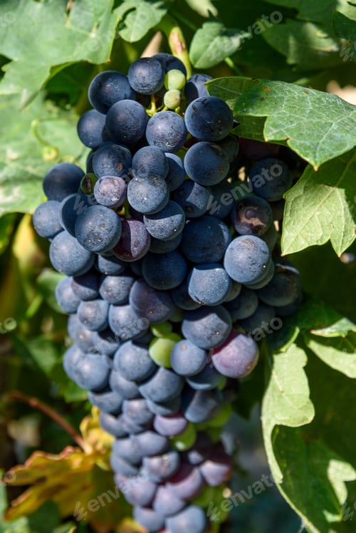 Preview: Close-up of bunch of grapes of red tempranillo grapes in summer before harvest.
