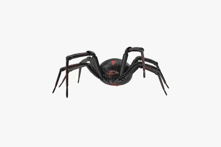 Preview: Black Widow Spider - Latrodectus