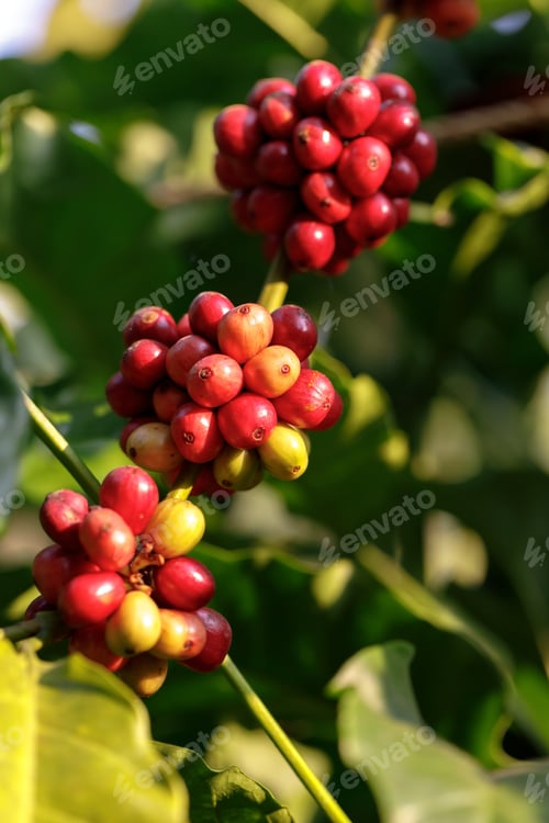 Preview: harvesting coffee berries by agriculture. Coffee beans ripening on the tree in North of Thailand