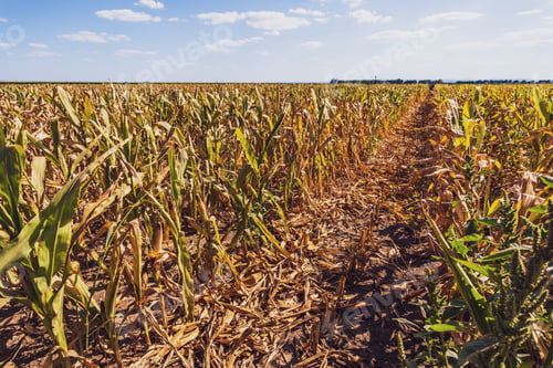 Preview: Dry corn field
