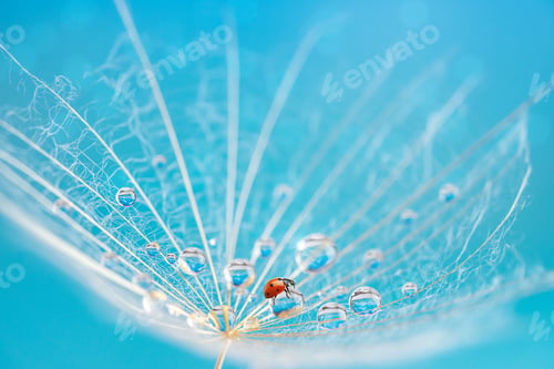 Preview: Macro shot of ladybird sitting on dew drop on white dandelion seed on blue background.