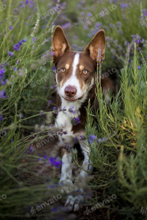 Preview: A border collie dog in a field of lavender flowers