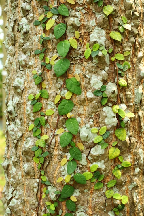 Preview: Ivy on tree bark