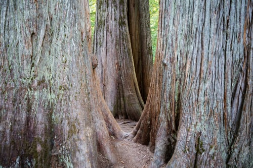 Preview: Sequoia