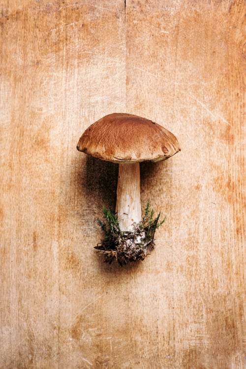 Preview: Cep mushroom picking. Boletus edulis mushroom on wooden background. Copy space. Top view. Organic