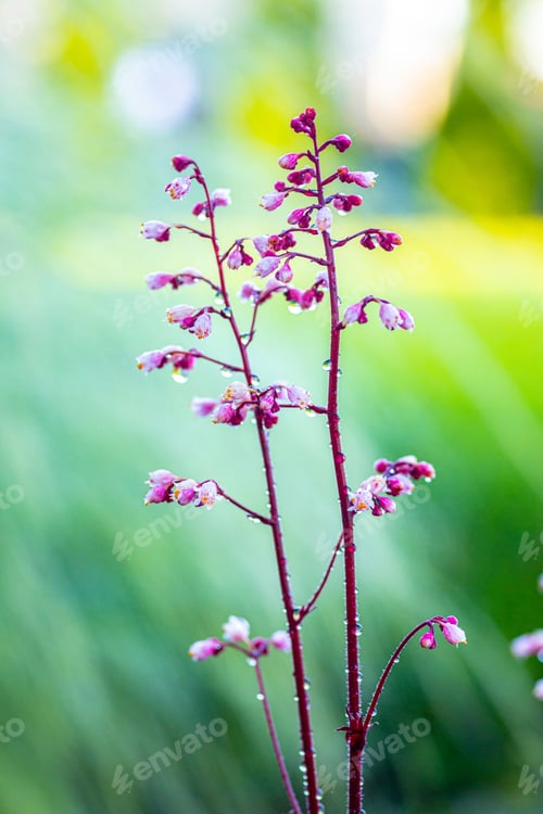 Preview: Vertical of Heuchera rubescens flowers covered in dew on a natural, blurred background