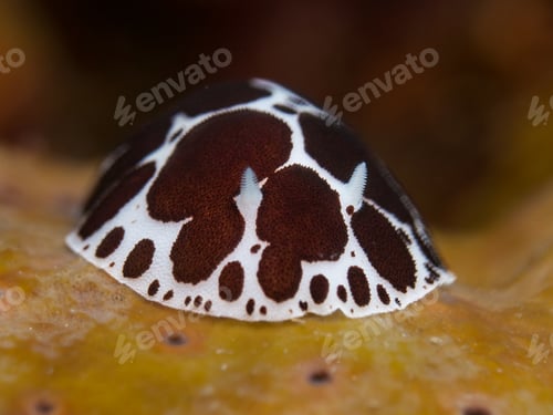 Preview: Cow snail from Santorini island
