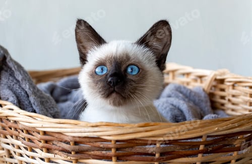Preview: Cute kitten siamese cat indoor