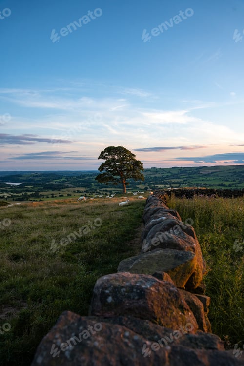 Preview: Vertical shot of a tree during sunset in a village, rural area with sheep grazing in the background