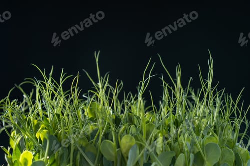 Preview: Microgreens domestic cultivation. Fresh dense microgreen sprouts on black wall closeup. Grown stems