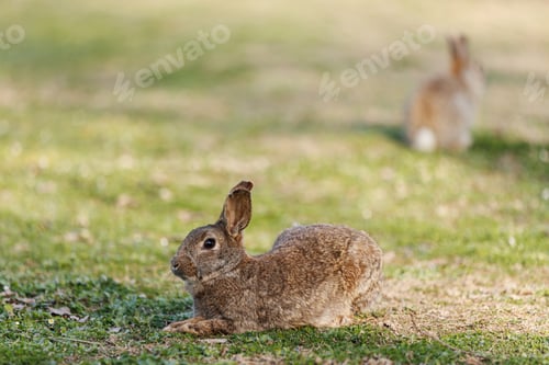 Preview: Wild Rabbit Resting Peacefully on Mossy Ground in Soft Natural Light Outdoors.
