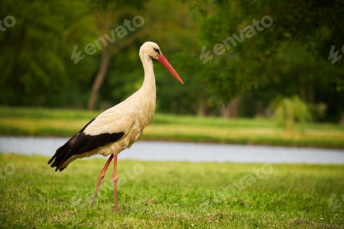 Preview: Stork on the meadow