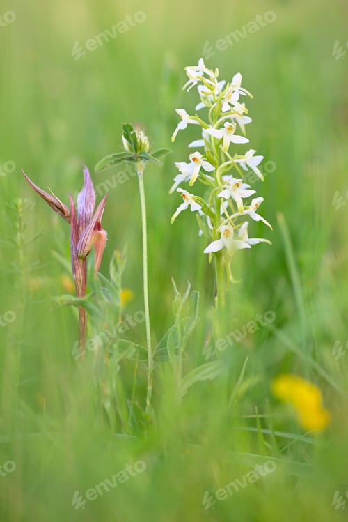 Preview: Wild orchid flowers blooming in Italian meadow