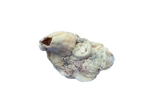 Preview: Seashell covered in barnacles and marine life, set against a white background