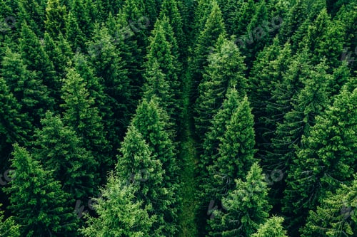 Preview: Aerial view of green summer forest with spruces