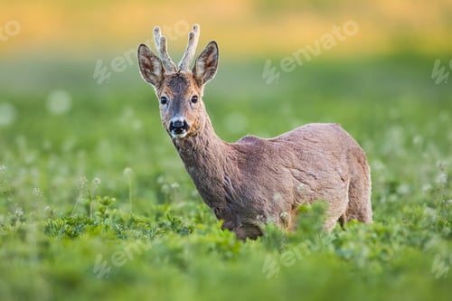 Preview: Curious roe deer, capreolus capreolus, buck in spring on fresh green field