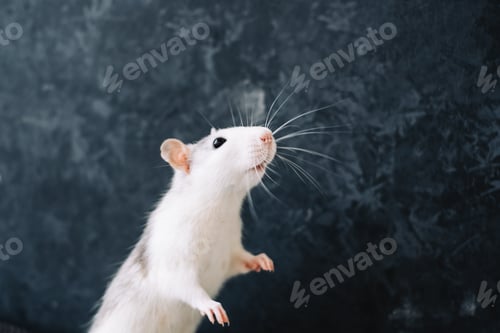 Preview: White funny decorative home rat isolated on dark background.