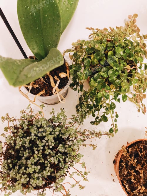 Preview: Plant