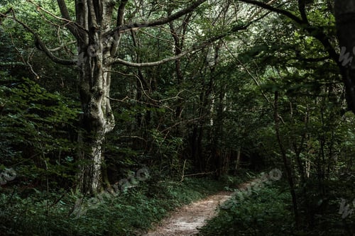 Preview: sunshine on path near green trees in dark woods