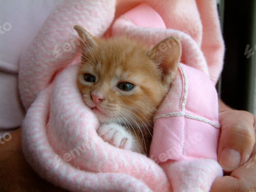 Preview: Ginger tabby kitten. Cuddle time!