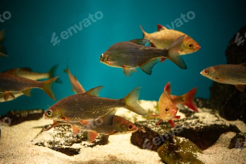 Preview: Fish swim in the aquarium, oceanarium, observation of the underwater world and marine animals, inhab
