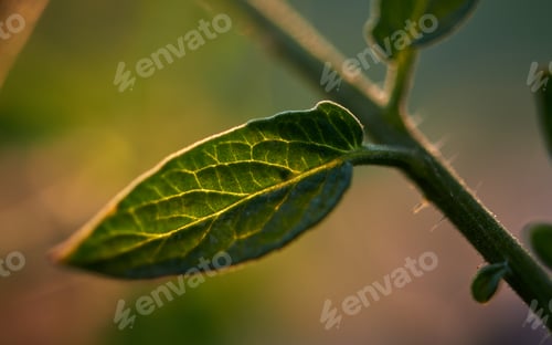 Preview: close-up view of leaf with sun light