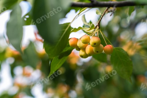Preview: Many small red apples on the branches apple tree, sunny day,
