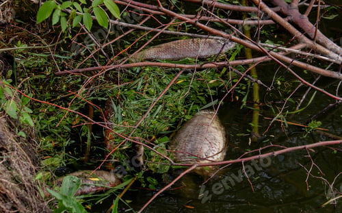Preview: Dead fish in the lake. Selective focus