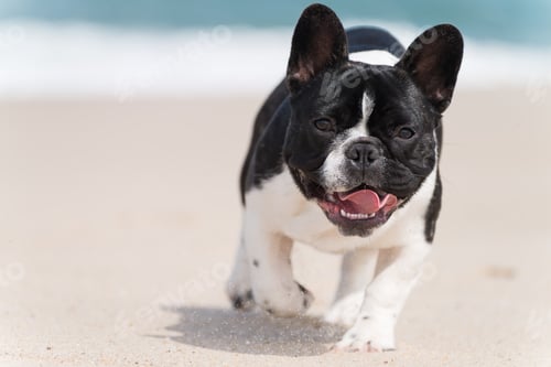 Preview: French bulldog on the beach