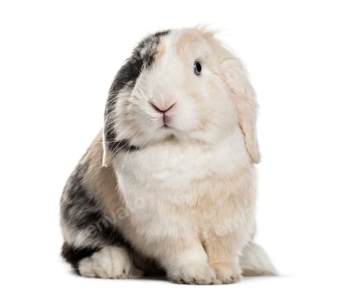 Preview: Lop Rabbit , 1 year old, sitting against white background