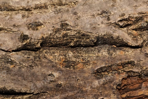 Preview: wooden background