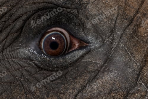 Preview: Close up of an African elephant's eye