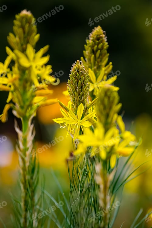 Preview: Bulbine lily (Bulbine bulbosa) in the garden