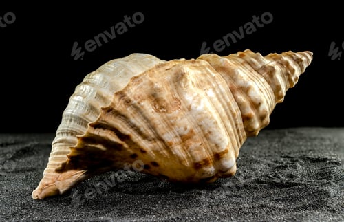 Preview: Pleuroploca trapezium seashell on a dark background
