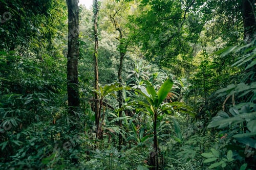 Preview: South Asian forests, banana trees and forests near waterfalls