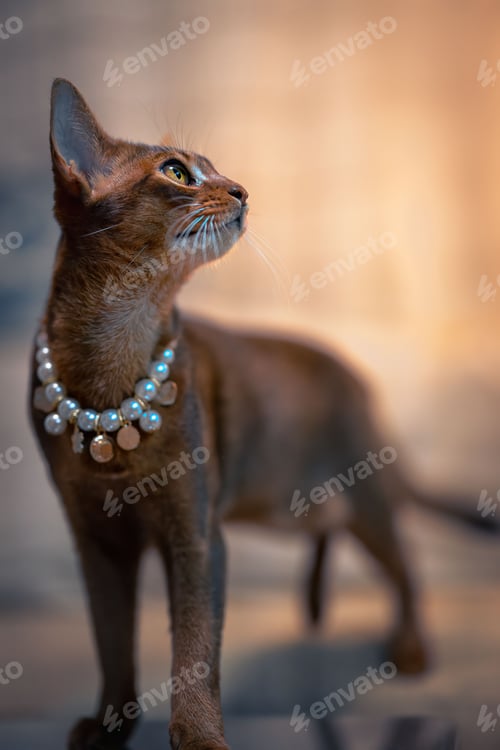 Preview: Vertical closeup shot of an orange cat