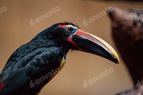 Preview: A close-up of a toucan, its striking beak a splash of color in the tropical milieu