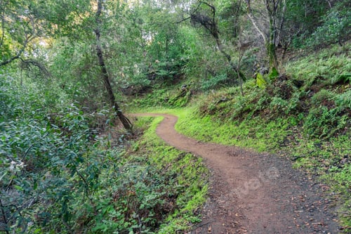 Preview: Hiking trail through green woods
