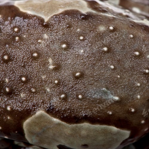 Preview: Close-up on a batrachian's skin