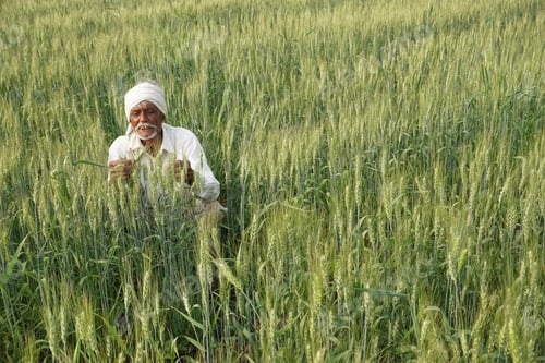 Preview: Indian farmer in the wheat field