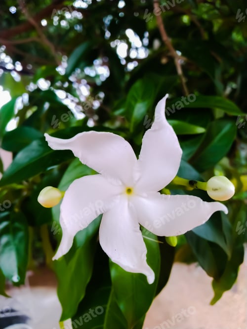 Preview: Vertical shot of pinwheel jasmine flower in the garden