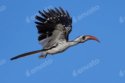 Preview: Western red-billed hornbill (Tockus kempi)