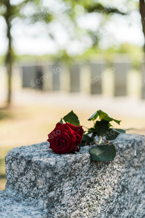 Preview: aromatic red rose on concrete tomb in cemetery