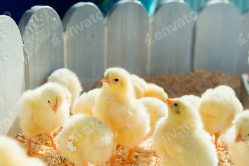 Preview: little chicken