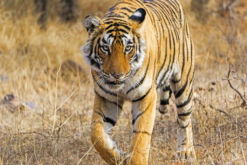 Preview: Adult Tiger Walking In the Wild