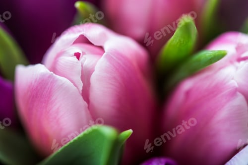 Preview: Bunch of Colorful Tulips