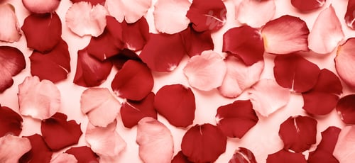 Preview: Romantic or spa background of red and pink rose petals. Tinted, Banner format